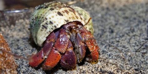 female hermit crabs for sale.